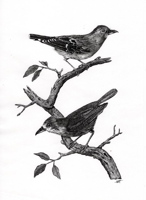 Birds in Ink - Original Tuschezeichnung